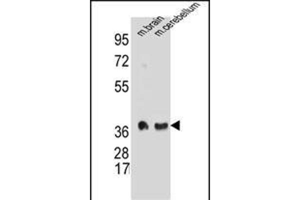 Synaptophysin Antikörper  (C-Term)