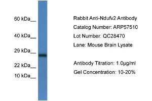 Image no. 1 for anti-NADH Dehydrogenase (Ubiquinone) Flavoprotein 2, 24kDa (NDUFV2) (C-Term) antibody (ABIN2787254)