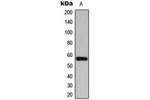 Image no. 1 for anti-Cyclin Dependent Kinase Like 2 (CDKL2) (Center) antibody (ABIN2705846)