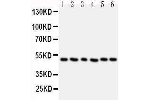 Image no. 4 for anti-Histone Deacetylase 3 (HDAC3) (AA 411-428), (C-Term) antibody (ABIN3044210)