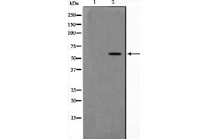 Image no. 2 for anti-TNF Receptor-Associated Factor 6 (TRAF6) (Internal Region) antibody (ABIN6265707)