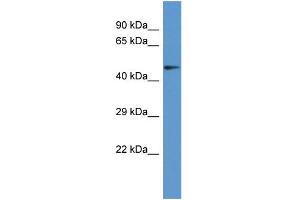 Image no. 1 for anti-Pantothenate Kinase 2 (PANK2) (Middle Region) antibody (ABIN2788602)