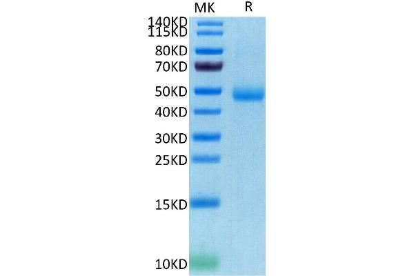 SIRPG Protein (His-Avi Tag)