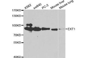 Image no. 1 for anti-Exostosin 1 (EXT1) antibody (ABIN3022737)