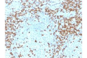Image no. 4 for anti-CD5 (CD5) (AA 269-366) antibody (ABIN6941057)