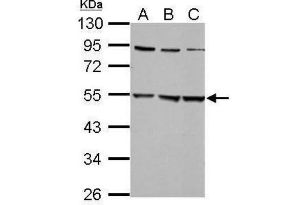 anti-Glycine Receptor, alpha 2 (GLRa2) (Center) antibody