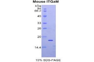 Image no. 1 for Integrin alpha M (ITGAM) (AA 808-931) protein (His tag) (ABIN1877450)