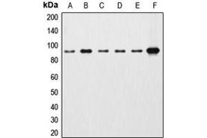 Western blot analysis of Beta-catenin expression in HEK293T (A), HeLa (B), A431 (C), MCF7 (D), Raw264.