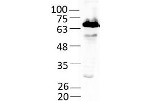 Western Blotting (WB) image for Spermine Oxidase (SMOX) (AA 1-555) protein (His tag) (ABIN3077180)