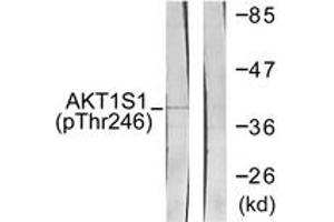 Western blot analysis of extracts from HepG2 cells treated with PDGF 50ng/ml 30', using Akt1 S1 (Phospho-Thr246) Antibody.