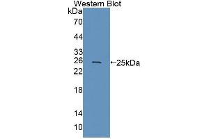 TASP1 antibody  (AA 234-420)