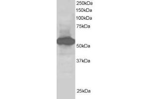 Image no. 1 for anti-Nucleotide Exchange Factor SIL1 (SIL1) (C-Term) antibody (ABIN185071)