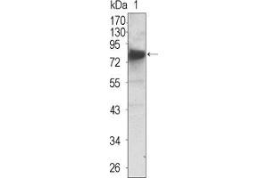 Image no. 2 for anti-Neurotrophic tyrosine Kinase, Receptor, Type 3 (NTRK3) (AA 32-429) antibody (ABIN969323)