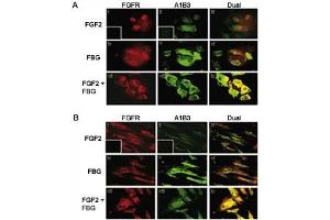 Image no. 6 for anti-Fibroblast Growth Factor Receptor 1 (FGFR1) (AA 19-48) antibody (ABIN3030945)