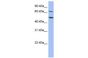 Image no. 2 for anti-Replication Initiator 1 (REPIN1) (Middle Region) antibody (ABIN2780903)