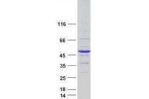Image no. 1 for DnaJ (Hsp40) Homolog, Subfamily B, Member 2 (DNAJB2) (Transcript Variant 2) protein (Myc-DYKDDDDK Tag) (ABIN2719590)