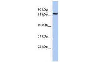 Image no. 1 for anti-SNF Related Kinase (SNRK) (AA 539-588) antibody (ABIN6743267)