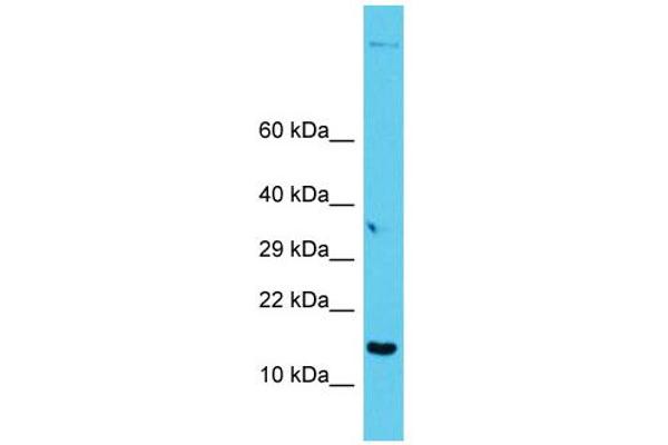 G Antigen 12I antibody  (C-Term)