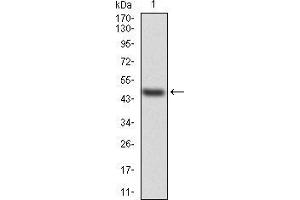 Image no. 2 for anti-Transthyretin (TTR) (AA 1-147) antibody (ABIN5542369)