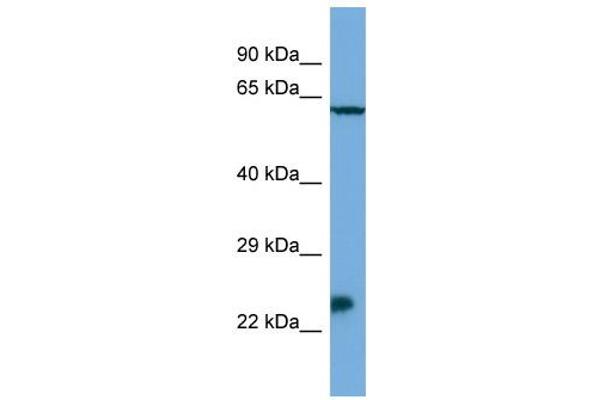 Homeobox, Msh-Like 3 (MSX3) (N-Term) antibody
