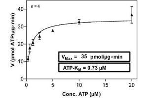 Image no. 1 for Neurotrophic tyrosine Kinase, Receptor, Type 3 (NTRK3) (AA 510-825) protein (His-GST) (ABIN5569488)