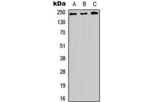 anti-HEAT Repeat Containing 1 (HEATR1) (Center) antibody