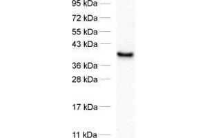 dilution: 1 : 1000, sample: synaptosomal fraction of rat brain (P2)