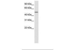 Image no. 1 for anti-Zinc Finger Protein 823 (ZNF823) (AA 422-471) antibody (ABIN6736099)