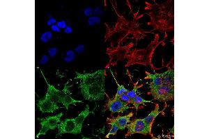 Image no. 1 for anti-Solute Carrier Family 38 Member 1 (SLC38A1) (AA 1-63) antibody (PerCP) (ABIN2482523)