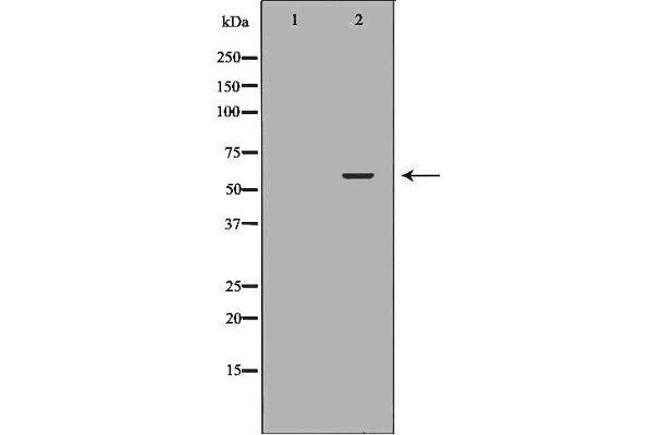 anti-Solute Carrier Family 22 (Organic Anion Transporter), Member 8 (SLC22A8) (N-Term) antibody