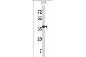 Image no. 1 for anti-N-terminal EF-Hand Calcium Binding Protein 1 (NECAB1) (AA 208-236) antibody (ABIN5538182)