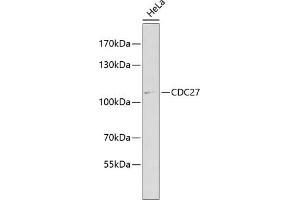 CDC27 Antikörper  (AA 551-830)