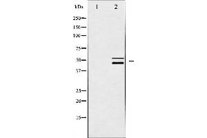 Image no. 1 for anti-SHC (Src Homology 2 Domain Containing) Transforming Protein 1 (SHC1) antibody (ABIN6265062)
