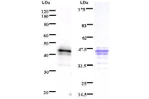 Image no. 1 for anti-Interferon Regulatory Factor 1 (IRF1) antibody (ABIN932475)