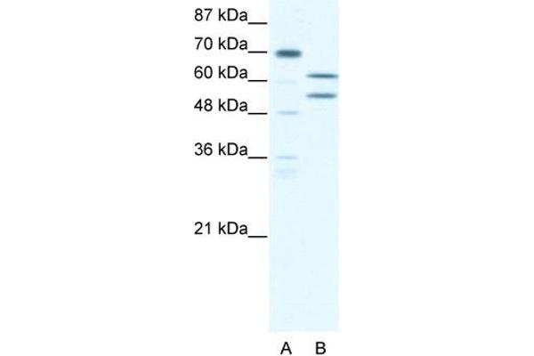 anti-Zinc Finger and BTB Domain Containing 43 (ZBTB43) (N-Term) antibody