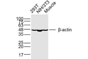 Image no. 2 for anti-Actin, beta (ACTB) (AA 1-25) antibody (ABIN4906581)
