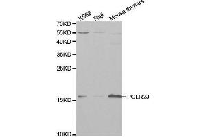 POLR2J Antikörper  (AA 1-117)