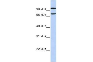 Image no. 1 for anti-Family with Sequence Similarity 38, Member B (FAM38B) (Middle Region) antibody (ABIN2783848)