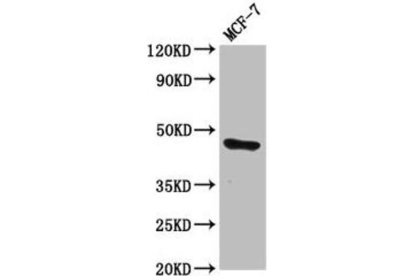 TFAP2E 抗体  (AA 66-175)