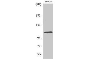Image no. 1 for anti-Interleukin 10 Receptor, alpha (IL10RA) (Ser560) antibody (ABIN3185155)