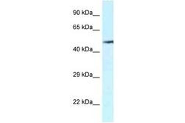 VNN2 antibody  (AA 337-386)