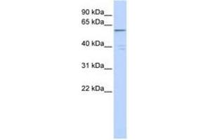 Image no. 1 for anti-Zinc Finger Protein 141 (ZNF141) (C-Term) antibody (ABIN6740540)