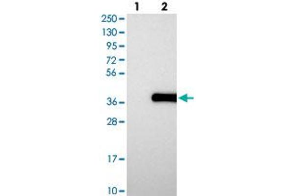 PUSL1 antibody