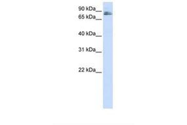 TMCO3 antibody  (AA 72-121)