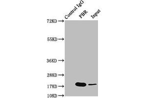 Western Blotting (WB) image for anti-Peripheral-Type Benzodiazepine Receptor (TSPO) antibody (ABIN7127858)