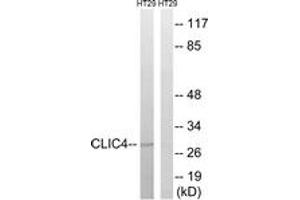 Image no. 1 for anti-Chloride Intracellular Channel 4 (CLIC4) (AA 1-50) antibody (ABIN1534769)