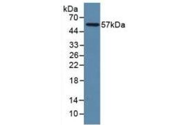 LAMP1 antibody  (AA 49-297)