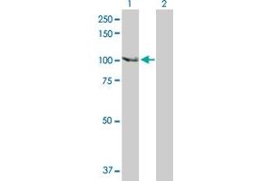 SCYL2 antibody  (AA 1-929)