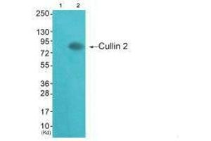 Cullin 2 antibody