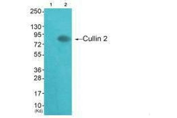 Cullin 2 antibody